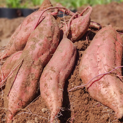 濃厚な甘みが特徴の「紅はるか」で作った干し芋