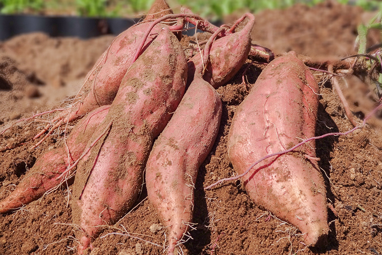 濃厚な甘みが特徴の「紅はるか」で作った干し芋