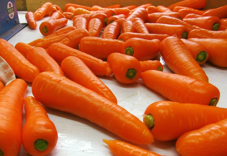 糖度11度のニンジン！ | 深沢農園からのお知らせ | 新潟直送計画