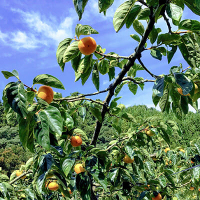 温かな気候が果樹栽培に最適な佐渡島