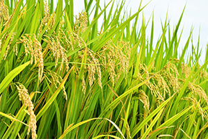 3. お米の味を濃厚にするミネラル・アミノ酸肥料