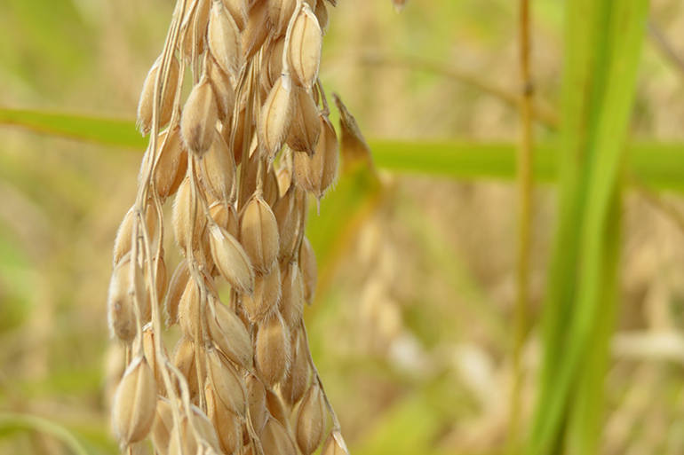 早川地域の寒暖差を生かした米作り