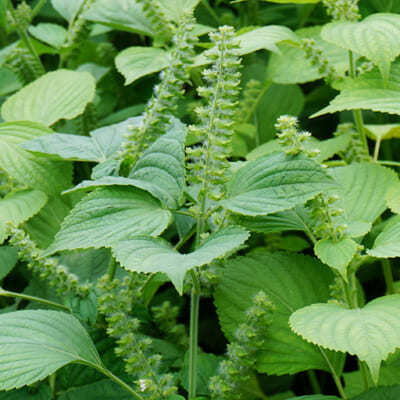 阿賀町産の「えごま」を使用