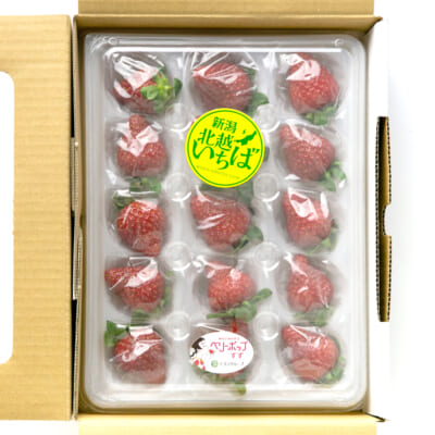 新潟県産いちご L～2Lサイズ 選べる1パック