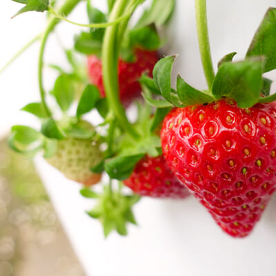 種から育てた希少品種