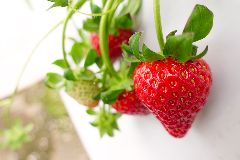 種から育てた希少品種