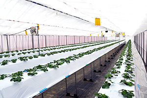 1.&ensp;自動制御のビニールハウスで高品質に育てる