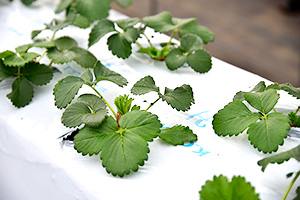 3.&ensp;白いマルチシートがいちごを色鮮やかにする