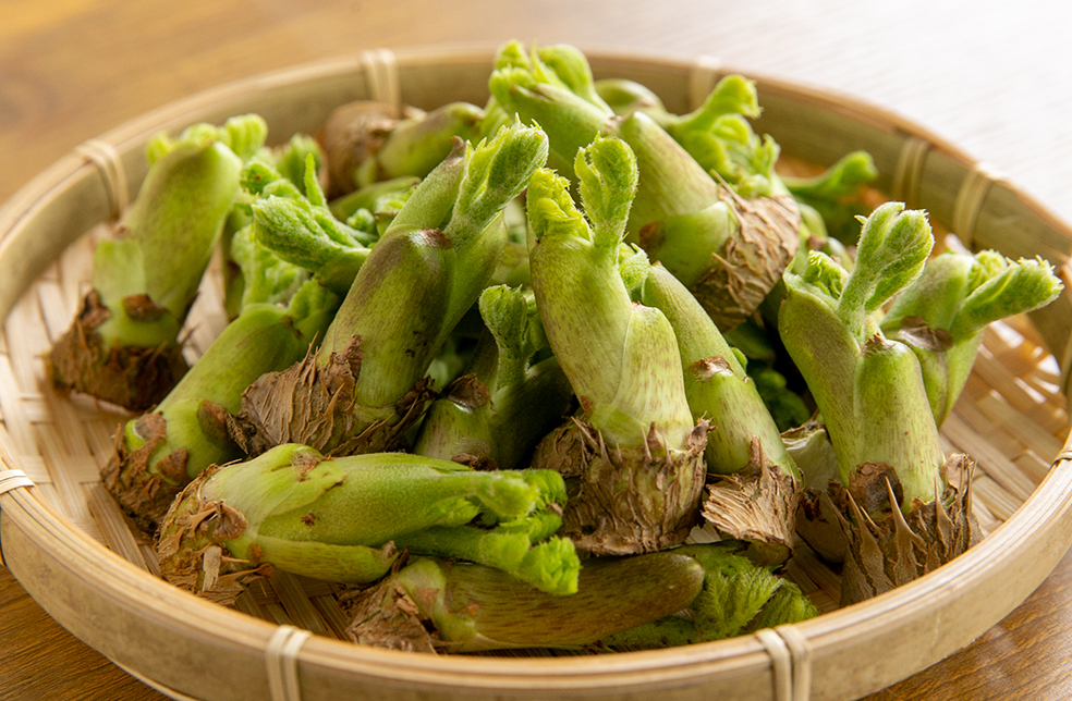 予約〉北海道産天然物 タラの芽 - 野菜