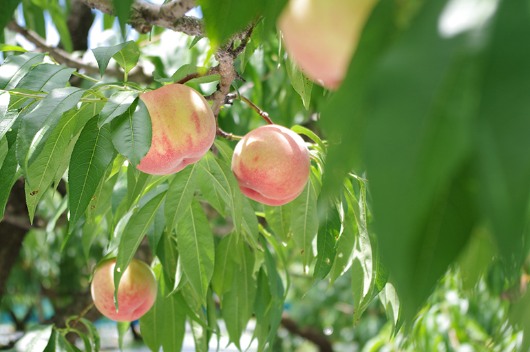 新潟随一の産地「三条」からとっておきの桃をお届け！
