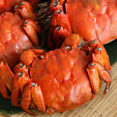 日本の上海蟹といわれる「モクズガニ」