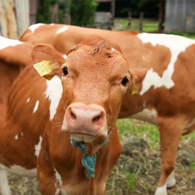 日本に200頭ほどしか飼育されていない！希少な乳牛「ガンジー牛」