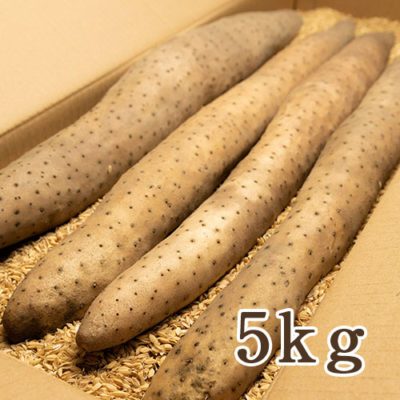 新潟砂丘特産 長芋 5kg（4～5本）