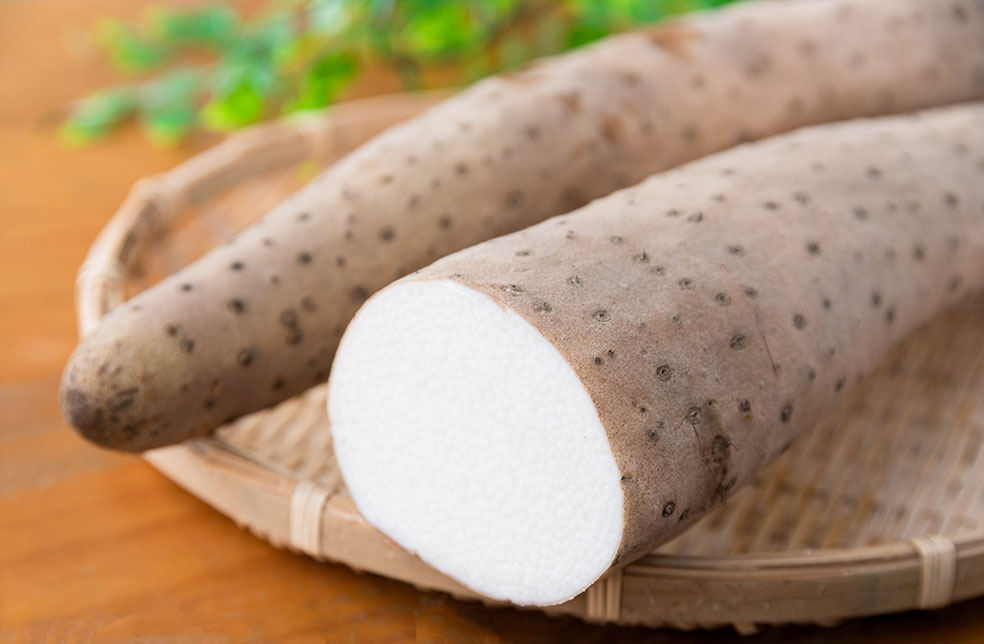 新潟直送計画】新潟砂丘特産 長芋 – 河村農場