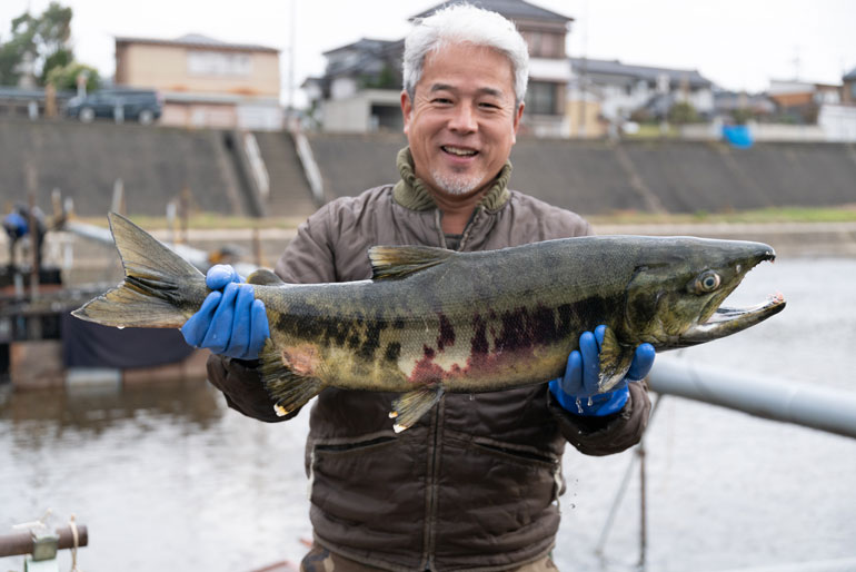 加茂川を遡上する鮭を肥料に使用
