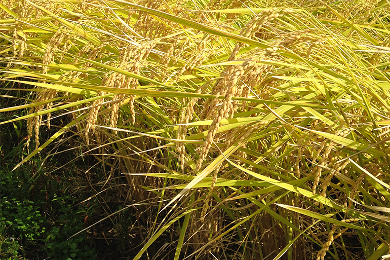 自然と共生しながら健康な稲を育む