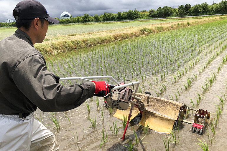 手作業で稲の生育をサポートしています