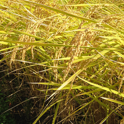 自然と共生しながら健康な稲を育む
