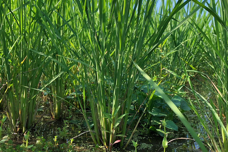 希少な自然栽培米を育てるけんちゃん農場