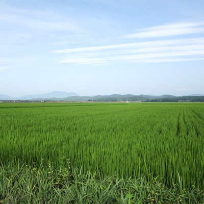 減農薬減化学肥料の認証を受けた特別栽培米
