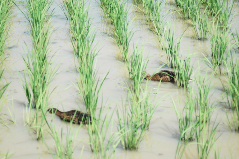 環境にやさしい農業を目指して、「マガモ農法」で除草