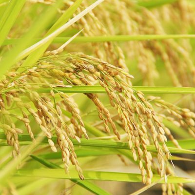 低肥料栽培で栄養をたっぷり蓄積