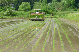 4. 遅めに田植えをする工夫