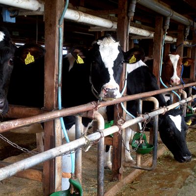 おいしいチーズはおいしい牛乳から