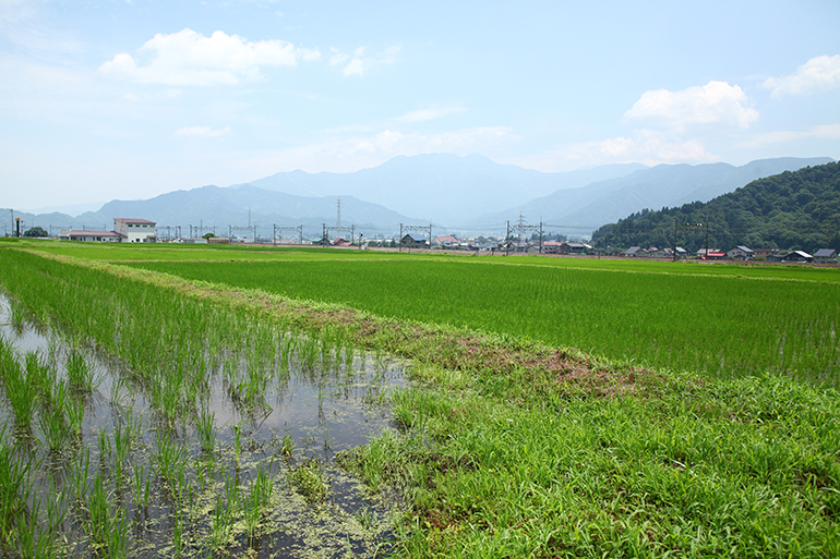 「日本有数の米どころ」南魚沼市での米作り
