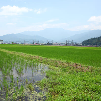 日本有数の米どころ・南魚沼で育ったお米