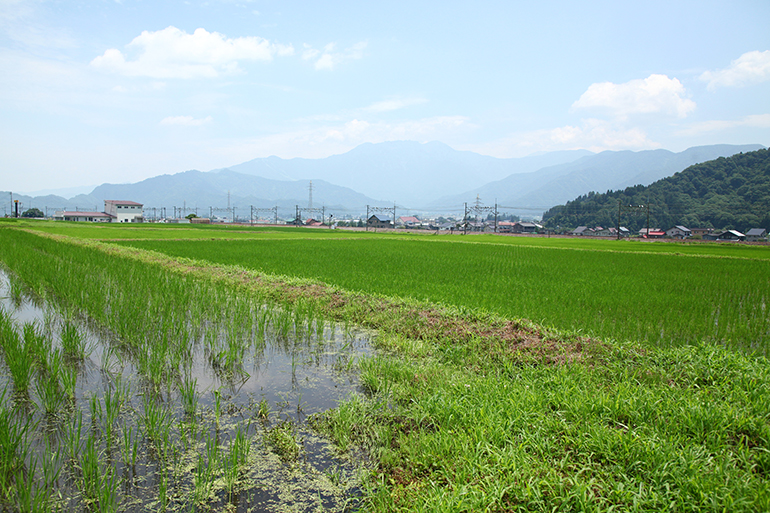 おいしさを支える土壌づくり