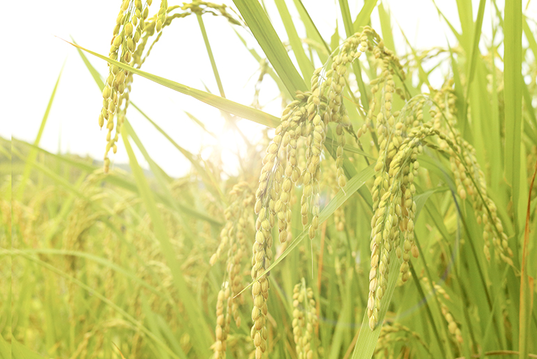 流通米のうちの0.1%！希少なJAS認証「有機栽培米」！