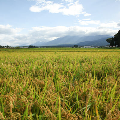 山々が連なる妙高市の気候により、美味しいお米が実ります