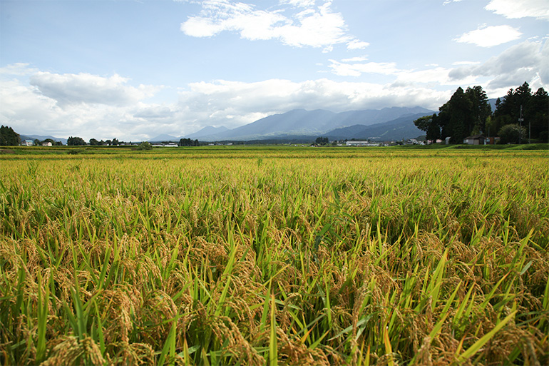 山々が連なる妙高市の気候により、美味しいお米が実ります