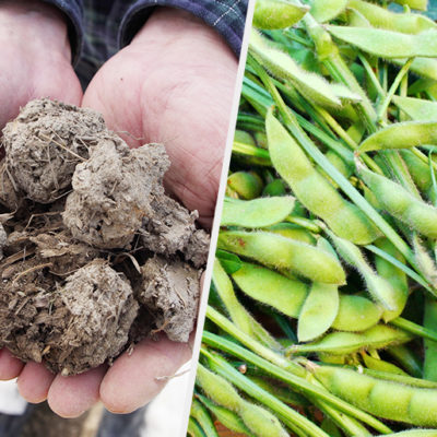 栄養たっぷりの土壌が育む特上の枝豆