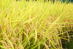 2. 稲の成長しやすい環境作り