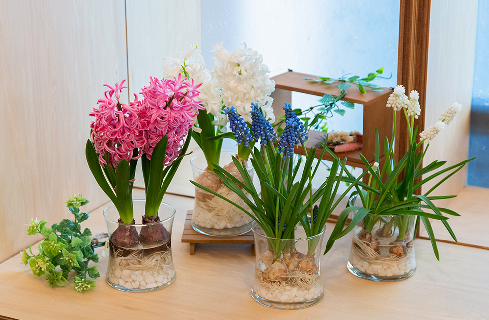 新潟直送計画 水耕栽培用 花芽付き球根 Float 日園