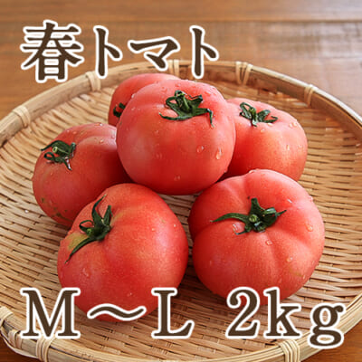 春トマト M～Lサイズ 約2kg