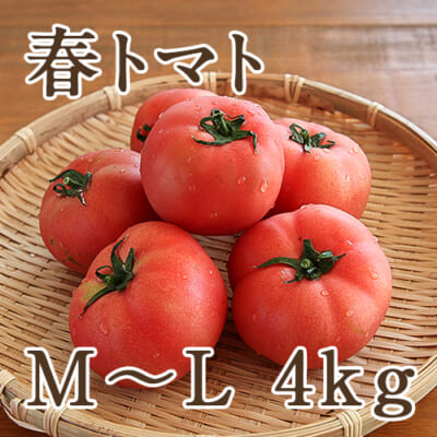 春トマト M～Lサイズ 約4kg