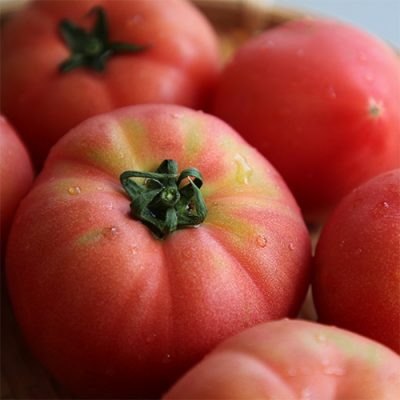 新潟産 にごりかわトマト – 濁川生産組合