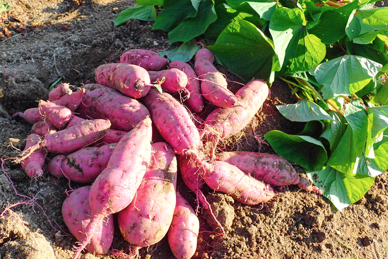 プロの目利きでおすすめを厳選