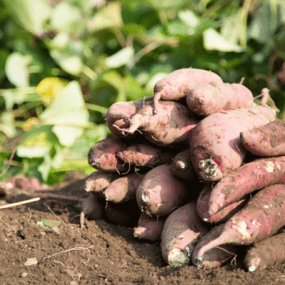 旬の品種を組み合わせてお届け