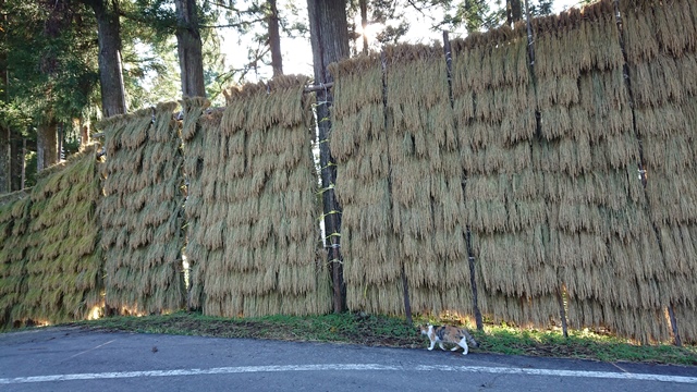 稲わらの使い道。 | ぬながわ村農園からのお知らせ | 新潟直送計画