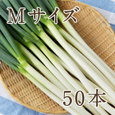 長ネギ Mサイズ 50本入り