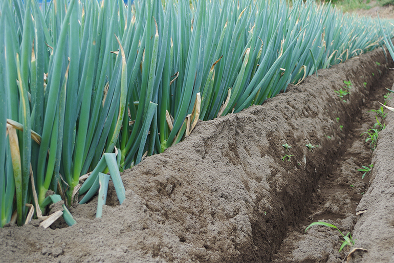 有機質肥料を使って、健康で栄養価の高い土壌を作る