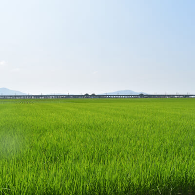 農業一筋300年の歴史ある米農家