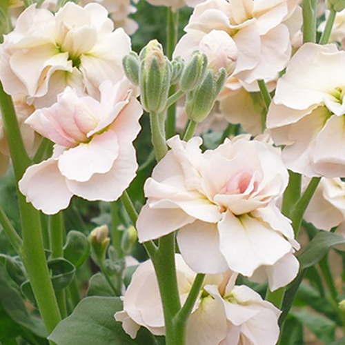 新潟直送計画】ストック（切り花） – リキカゼン