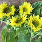 新潟県産ひまわり（切り花）