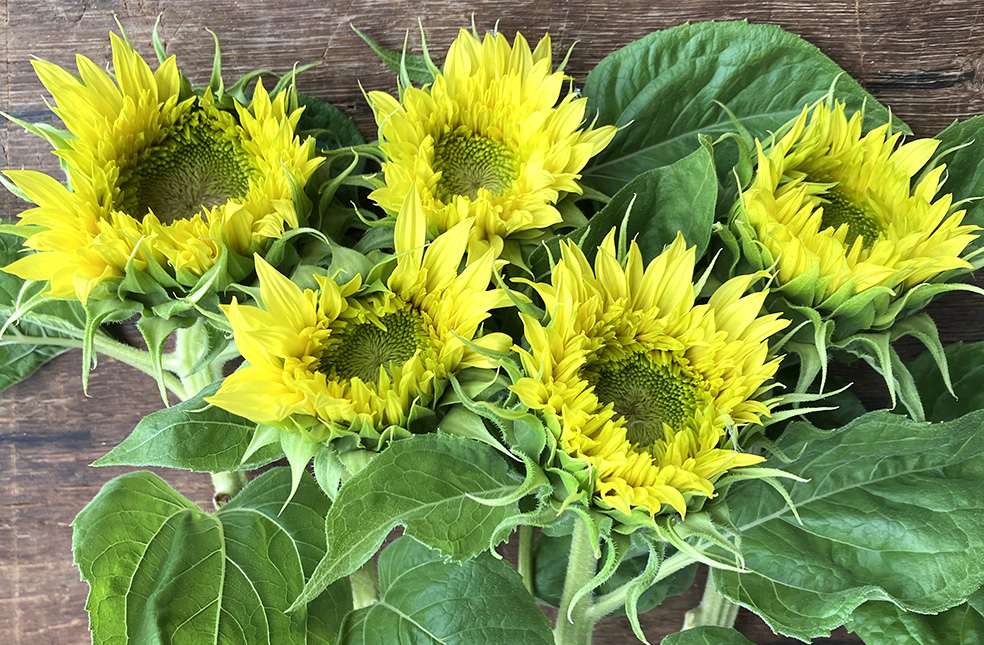 ひまわり　ヒマワリ　生花　切花 ヒマワリ(向日葵)|生花・切り花 通販 - はなどんやアソシエ