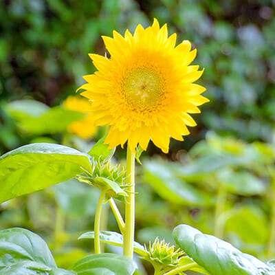 太陽のような存在感の「八重咲き品種」のひまわり